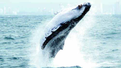 The swagman of Ken Lee's limerick watched whales until he was jolly. The swagman of Ken Lee's limerick watched whales until he was jolly.
